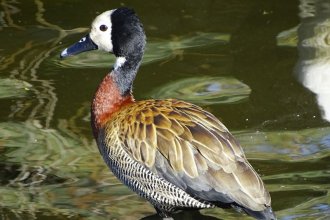 Defensores de las aves piden al gobierno que explique “la mantanza de animales que autorizó”