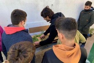 “Contame un cuento del árbol de tu escuela”, un concurso que incentiva la conciencia ambiental