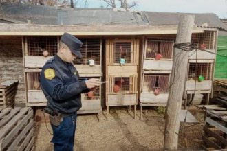 Secuestraron más de 100 gallos de pelea durante allanamientos en Concordia