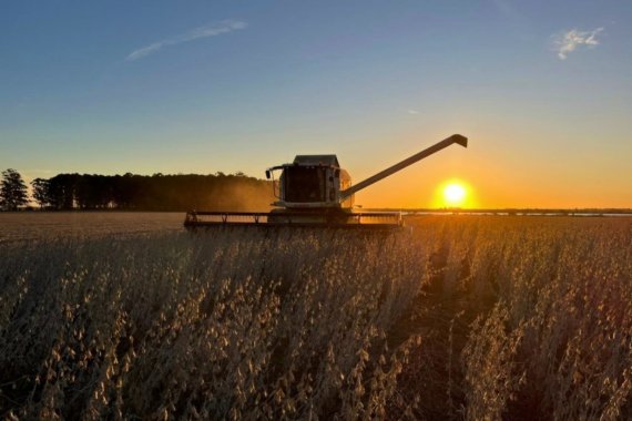 Caería 22% la producción de soja entrerriana, según un informe de la Bolsa de Cereales