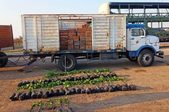 Destruyeron plantas cítricas sin documentación por riesgo de HLB