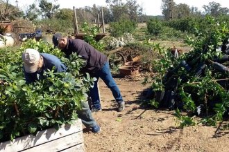 Prevención de HLB: destruyeron más de 2 mil plantas cítricas que incumplían normas sanitarias