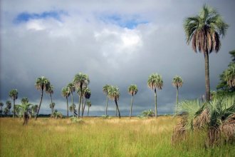 El Código Alimentario Argentino incorporó un fruto que abunda en la Tierra de Palmares