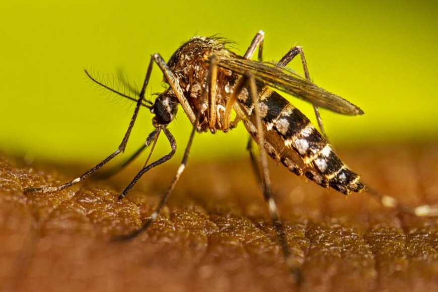 Aedes aegypti, mosquito transmisor del dengue