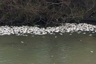 Peces muertos en el Puente Alvear. Saneamiento Ambiental espera resultados de análisis para determinar las causas