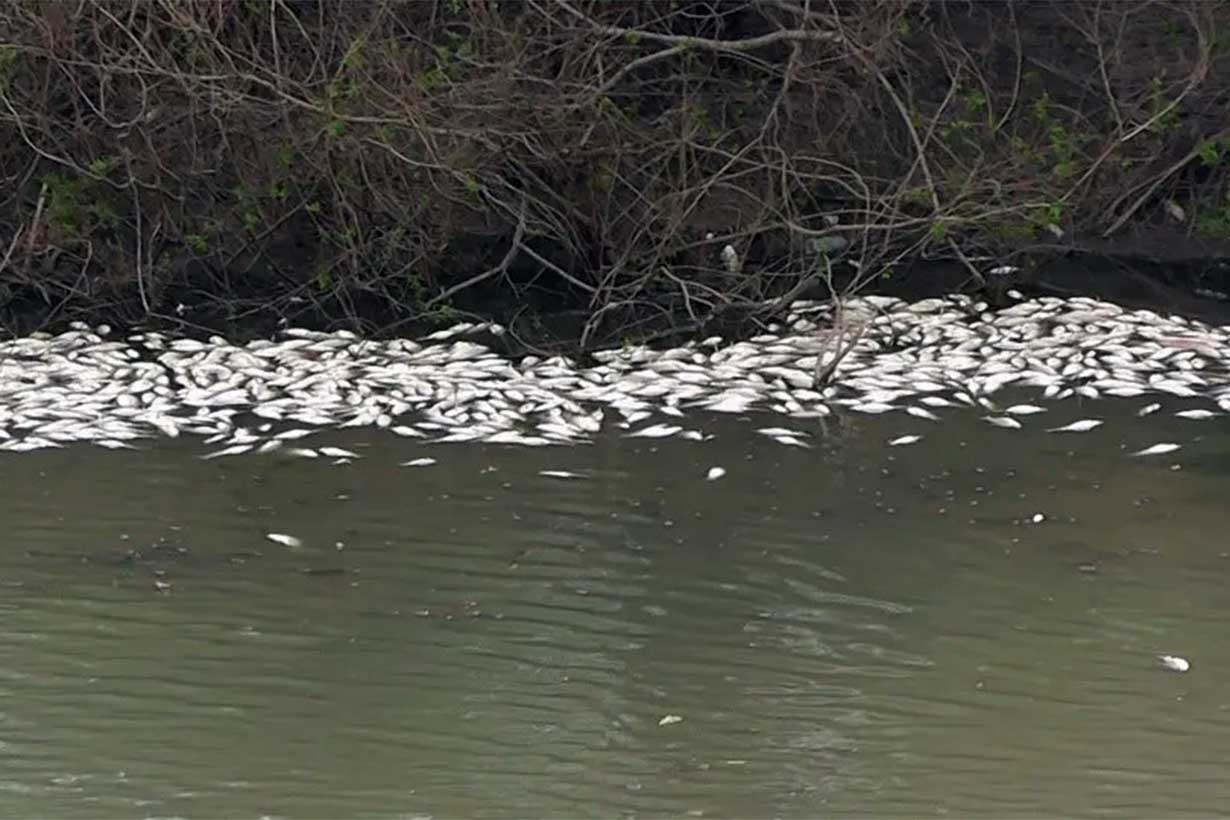 Peces muertos en Puente Alvear (Crédito El Sol)