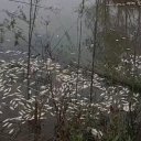 Preocupa la mortandad de peces en un arroyo de Colón. “Muchas veces estas piezas son consumidas como alimento”