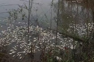 Preocupa la mortandad de peces en un arroyo de Colón. “Muchas veces estas piezas son consumidas como alimento”