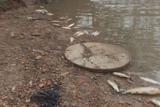 Mortandad de peces: Ambiente adjudica el fenómeno a los “cambios de temperatura” y desde la oposición esperan respuestas