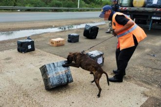 En Concordia secuestraron 14 kilos de marihuana que iban ocultos a San Rafael y San Martín de los Andes