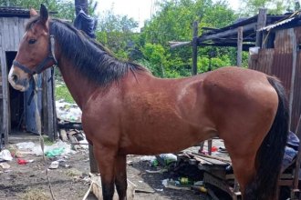 Hallaron en un barrio concordiense dos caballos denunciados como robados en Calabacilla