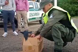 Tras ruido sospechoso, inspeccionaron el baúl de un auto y detectaron grave infracción