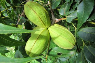 La lluvia apareció y se observan buenas brotaciones de nuez pecán en las zonas productivas entrerrianas