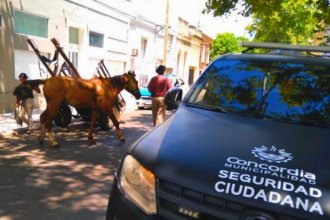 Controlarán que los caballos que circulan por las calles tengan el microchip identificatorio