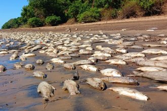 Desoladora postal muestra mortandad de peces en la desembocadura de un arroyo en el Río Uruguay