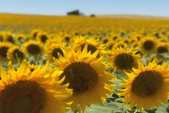 Expectativas en la Bolsa de Cereales de Entre Ríos por el remate del primer lote de girasol