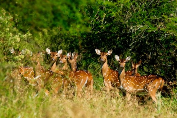 Entra en vigencia el aumento del cupo de caza del Ciervo Axis, Jabalí y Antílope Negro