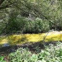 Informe técnico revela alta contaminación en el Yuquerí Chico por los efluentes que vuelca una empresa