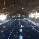 16.500 pollos murieron tras incendio que arrasó un galpón avícola