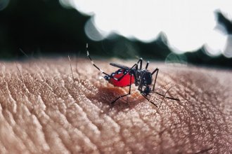 Estudio de la UNER indica que Entre Ríos aumentó más de 2500 por ciento los casos de dengue en el último año