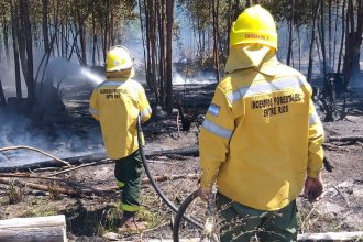 Ingeniera forestal explicó cómo minimizar los incendios rurales en épocas de altas temperaturas