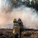 Incendio forestal afectó un predio de 60 hectáreas y estiman que habrá pérdidas millonarias