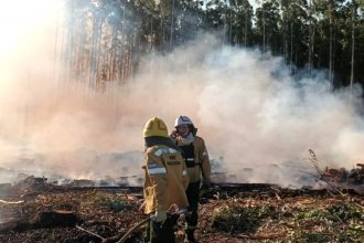 Incendio forestal afectó un predio de 60 hectáreas y estiman que habrá pérdidas millonarias