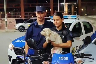 Rescataron a un perro que estuvo más de una hora encerrado en un automóvil