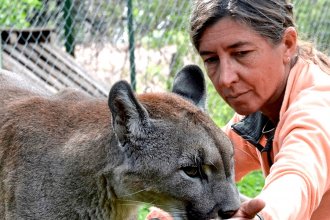 “Usted no puede estar callado ni con las manos cruzadas”. El mensaje de una activista a Frigerio por la matanza de un puma