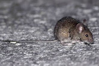 Recomendaciones para prevenir el hantavirus y la leptospirosis