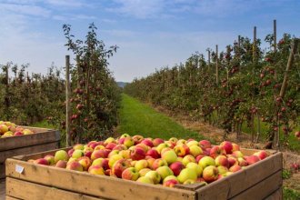 Reclaman a Milei medidas para compensar a la fruticultura por la pérdida de rentabilidad