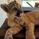 Rescataron con lesiones a una cachorra de puma e intentarán reinsertarla en su hábitat natural