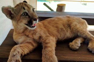 Rescataron con lesiones a una cachorra de puma e intentarán reinsertarla en su hábitat natural