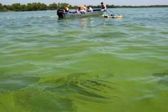 Advertencia de CARU  por las cianobacterias: “Algunas producen toxinas” y son “un riesgo para la salud humana y el ecosistema”