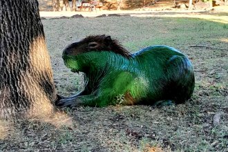 Las floraciones algales invadieron el embalse de la represa de Salto Grande. Los carpinchos resultaron afectados