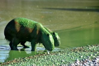 Los detalles del proyecto que presentó Cresto en Diputados sobre la presencia de cianobacterias en el río Uruguay