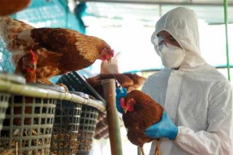 Uruguay declaró alerta sanitaria en todo su territorio ante un foco de gripe aviar en Argentina