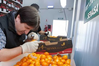 Desregulación de la fruticultura: “La falta de controles puede terminar en algo muy caótico”, advierten desde FeCiER