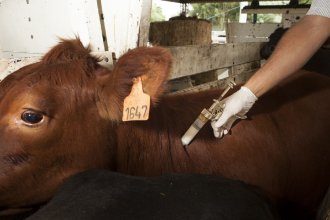 Ruralistas entrerrianos denuncian a los laboratorios que producen la vacuna contra la aftosa