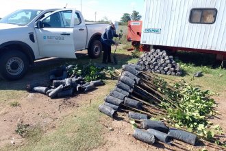 Incautan cientos de plantas cítricas por riesgo de HLB, la plaga más destructiva para esta especie