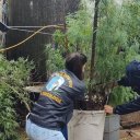 Investigan cómo murió una mujer. Encontraron sangre y plantas de marihuana