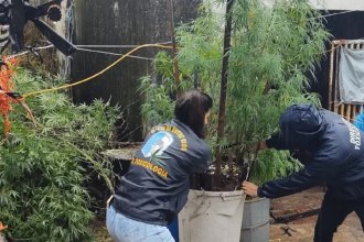 Investigan cómo murió una mujer. Encontraron sangre y plantas de marihuana