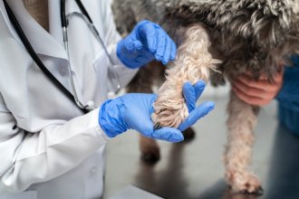 Desmienten brote de leptospirosis tras análisis a animales presuntamente infectados