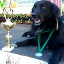 Dolor por la partida de “Rastas”, el perro que corría maratones y ganaba medallas