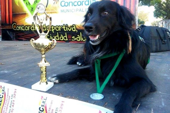 Dolor por la partida de “Rastas”, el perro que corría maratones y ganaba medallas