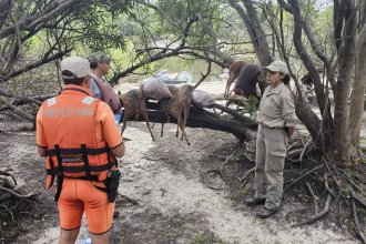 Operativo fluvial y terrestre permitió frenar caza furtiva por parte de infiltrados en El Palmar