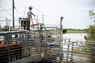 Productores de islas, <i>acorralados</i> por un impuesto que consideran “desmedido y abusivo”