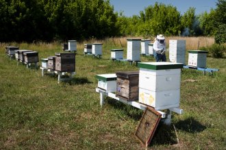 Senasa alertó sobre la aparición de pequeño escarabajo en las colmenas para garantizar la inocuidad de la miel entrerriana