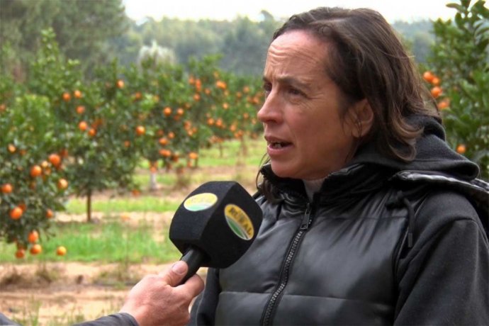 Advierten que miles de kilos de mandarinas y naranjas podrían terminar en el suelo por falta de consumo