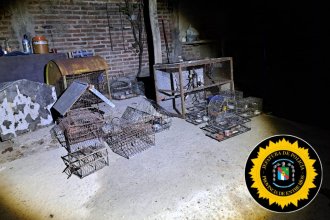 Descubrieron varias aves silvestres en cautiverio durante allanamiento por drogas peligrosas